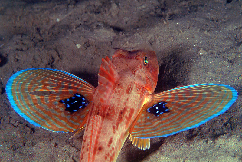 Triglide da determinare (Chelidonichthys lucerna)